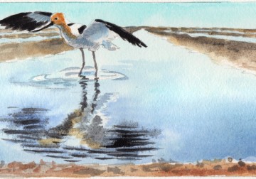 Salinity, San Joaquin Valley